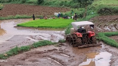 सुरगाणा तालुक्यात 39 टक्के पाऊस, उशिर झाल्याने भात लागवड कमी