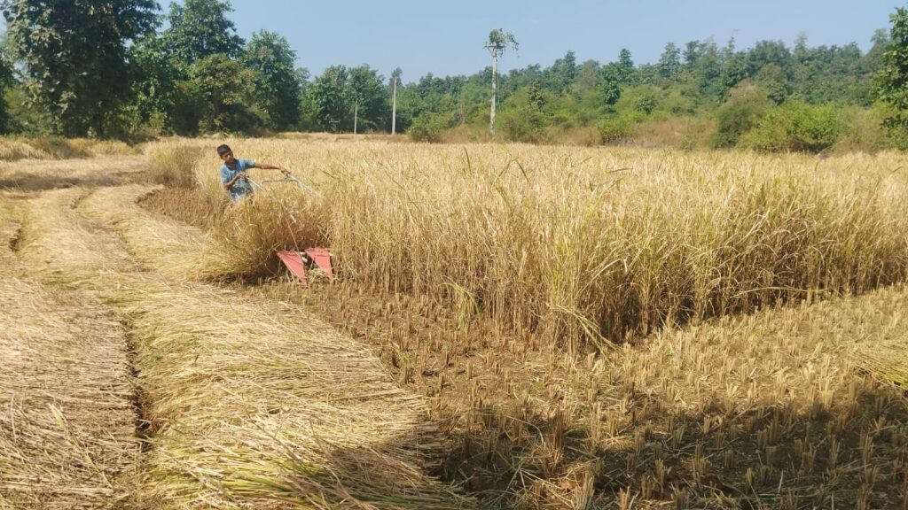 पळसण (सुरगाणा):-भात कापणीला ‘आधुनिक वेग’- मजुरांच्या टंचाईत शेतकऱ्यांचा यंत्रांवर भर, तालुक्यात कापणीला गती !-(प्रतिनिधी : हिरामण चौधरी ) whatsapp image 2025 11 06 at 6.29.30 pm
