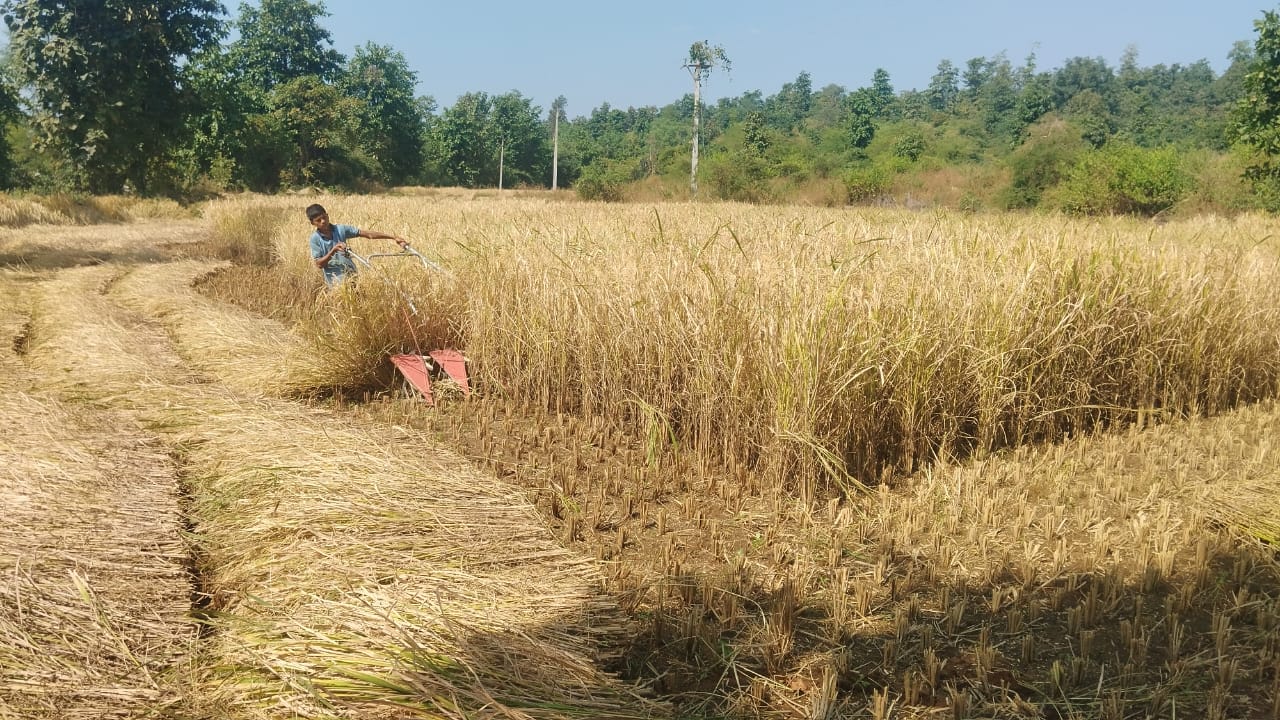 पळसण (सुरगाणा):-भात कापणीला ‘आधुनिक वेग’- मजुरांच्या टंचाईत शेतकऱ्यांचा यंत्रांवर भर, तालुक्यात कापणीला गती !-(प्रतिनिधी : हिरामण चौधरी )
