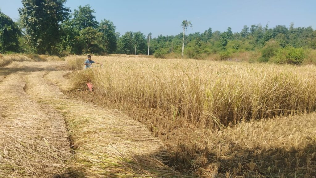 पळसण (सुरगाणा):-भात कापणीला ‘आधुनिक वेग’- मजुरांच्या टंचाईत शेतकऱ्यांचा यंत्रांवर भर, तालुक्यात कापणीला गती !-(प्रतिनिधी : हिरामण चौधरी ) whatsapp image 2025 11 06 at 6.29.32 pm