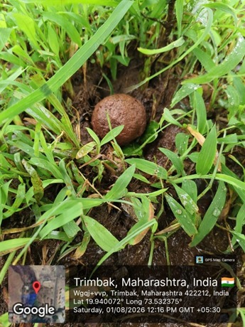 त्र्यंबकेश्वर:-एक बीज… हजारो श्वास! वनस्पतीशास्त्र विभागाचा उपक्रमत्र्यंबकेश्वर महाविद्यालयात दोन दिवसीय सीड बॉल निर्मिती व सीड बॉल फेक उपक्रम उत्साहात संपन्न-( प्रतिनिधी :डॉ. विठ्ठल सोनवणे) whatsapp image 2026 08 01 at 9.58.07 pm