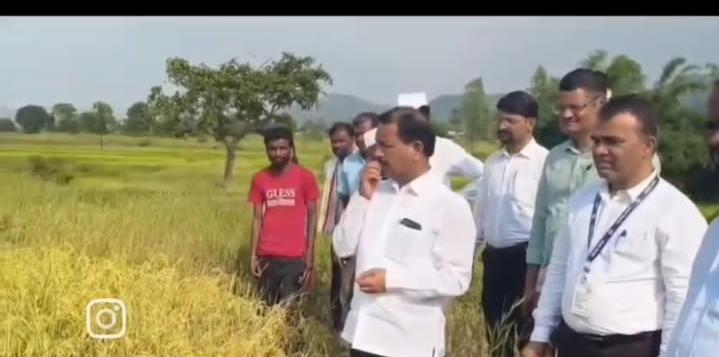 पावसाच्या दडीने सुरगाण्यात भातशेती उद्ध्वस्त! खासदार भास्कर भगरे यांच्याकडून नुकसानग्रस्त पिकांची पाहणी